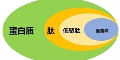 胺基酸、肽和蛋白质的区别